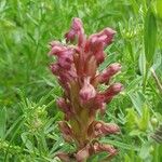 Anacamptis coriophora Кветка