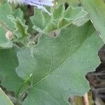 Solanum comptum Leaf