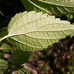 Scutellaria lateriflora Leaf