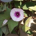 Ipomoea batatas花