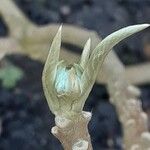 Edgeworthia chrysantha Flower