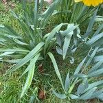 Narcissus bicolor Leaf