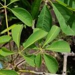 Ceiba speciosa Leaf