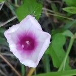 Ipomoea tiliacea Flower