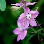 Delphinium ajacis 花