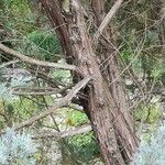 Juniperus scopulorum Bark