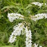 Heliotropium longiflorum फूल