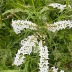 Heliotropium longiflorum Fleur