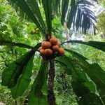 Clavija costaricana Fruit