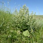 Salvia aethiopis Habit