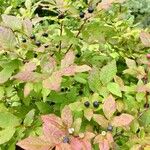 Vaccinium membranaceum List