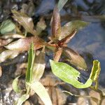 Ludwigia palustris Leaf