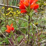 Castilleja tenuiflora Cvet