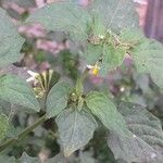 Solanum chenopodioides Λουλούδι