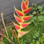 Heliconia wagneriana Blüte