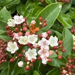 Viburnum tinus花