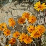 Dimorphotheca sinuata 花
