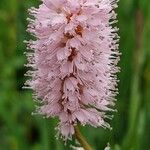 Bistorta officinalis Flower