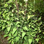 Clematis recta Ekosanga
