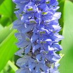 Pontederia cordata Flower