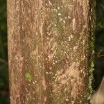 Duroia longiflora 樹皮