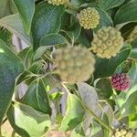 Cornus kousa Frucht