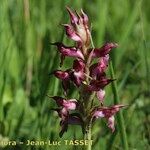 Anacamptis coriophora Flor