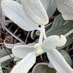Phlomis olivieri Leaf