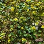 Chrysosplenium alternifolium Habitus