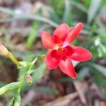 Freesia laxa Flower