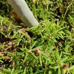Portulaca pilosa Fuelha