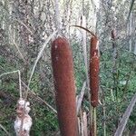 Typha latifolia 花