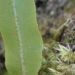 Elaphoglossum hybridum 葉