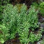 Arabidopsis cebennensis Libunga