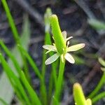 Ranunculus minimus Blüte