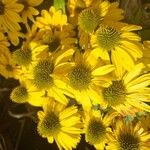 Rudbeckia laciniata Flor