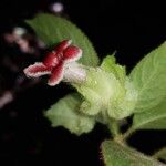 Drymonia pilifera Flor