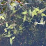 Lemna trisulca Habitat