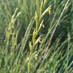 Brachypodium phoenicoides Blomst