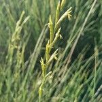 Brachypodium phoenicoides Flower