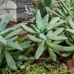 Dudleya greenei 叶