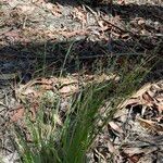 Panicum simile Habit