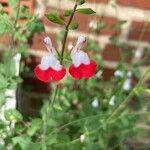 Salvia microphylla Flors