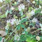 Trifolium striatum Blodyn