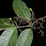 Tontelea passiflora Fruit