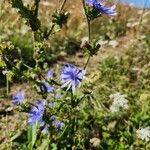 Cichorium endiviaVirág