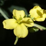 Conringia orientalis Blüte
