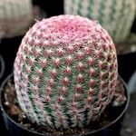 Echinocereus rigidissimus 叶