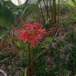 Lycoris radiata Kvet