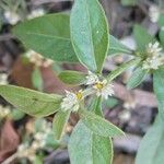 Alternanthera ficoidea Leaf